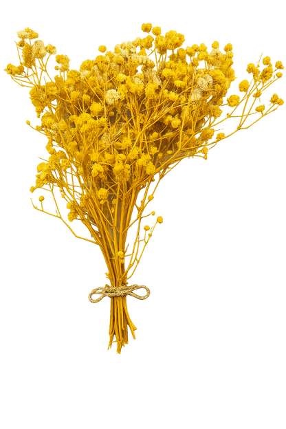 Preserved Natural Baby Breath Flowers